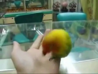 parrot saw sex